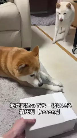 ３柴のママ🐶💓🐾のTikTok投稿