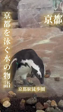 寝不足夜更かしバリトンのTikTok投稿