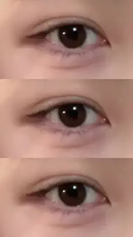 🐻のTikTok投稿