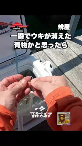 伊勢志摩つりとも研究所のTikTok投稿