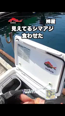 伊勢志摩つりとも研究所のTikTok投稿