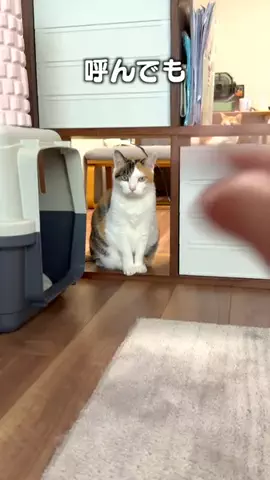もしぬこのTikTok投稿