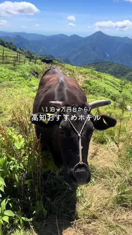 なみちゃん旅のTikTok投稿