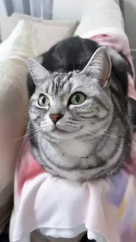 アイルnoおうち。(アイルとルア)のTikTok投稿