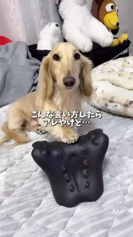 989🐶🐶のTikTok投稿