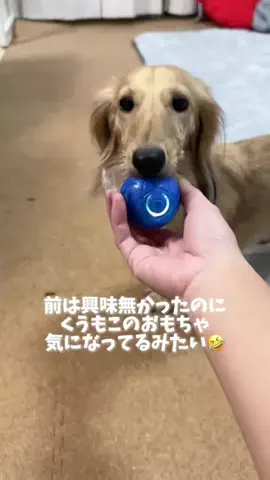 989🐶🐶のTikTok投稿