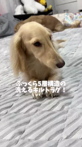 989🐶🐶のTikTok投稿