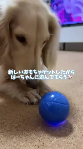 989🐶🐶のTikTok投稿