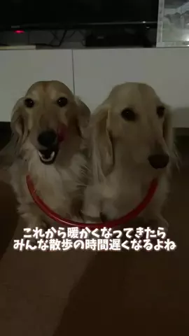 989🐶🐶のTikTok投稿