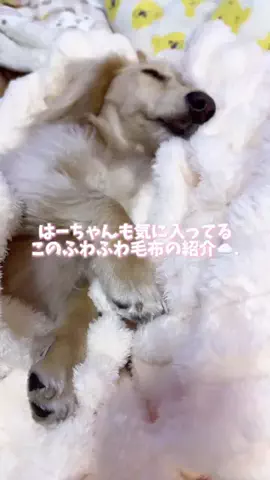 989🐶🐶のTikTok投稿