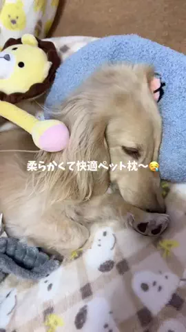 989🐶🐶のTikTok投稿
