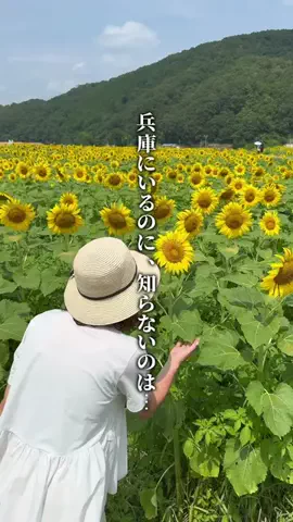 ここっと兵庫 |兵庫おでかけ・穴場グルメのTikTok投稿