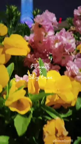 ＊hitohira＊のTikTok投稿