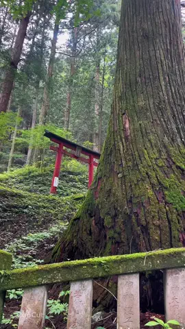 茨城と栃木の県境に住んでいますのTikTok投稿