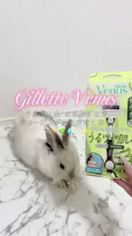 ぴぬちゃんのTikTok投稿
