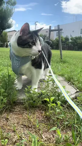 ぺろ先生🍭🐈️のTikTok投稿
