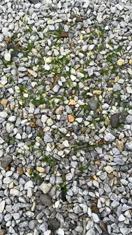 はるの芝生のTikTok投稿