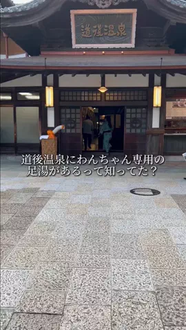 愛媛グルメ／EHIME SELECTのTikTok投稿
