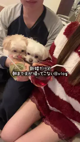 pumiのTikTok投稿
