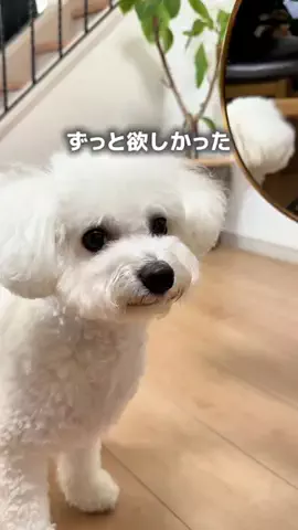 suu_kurashiのTikTok投稿