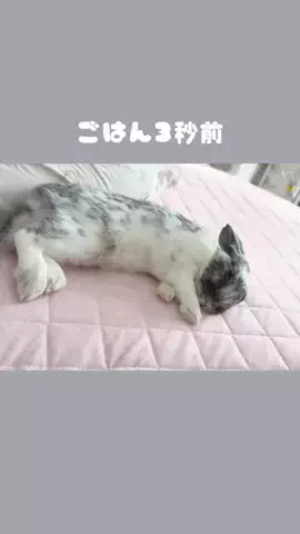 だいふくうさぎのTikTok投稿