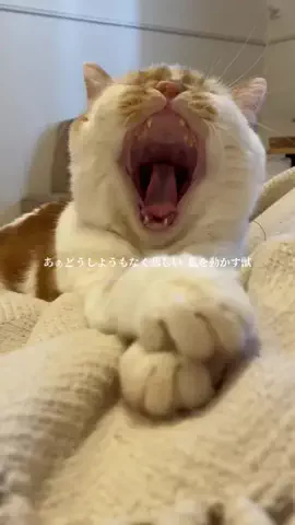 ギズモと琥珀のTikTok投稿