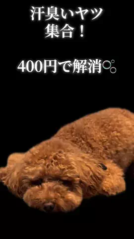 グレン君🐶トイプ🐶Hi i'm GLEN🐶のTikTok投稿