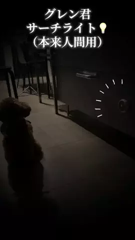トイプードルのグレン君Hi i'm GLEN🐶のTikTok PR投稿：#人体センサーライト #モーションライト#ライト#足元ライ…