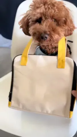 グレン君🐶トイプ🐶Hi i'm GLEN🐶のTikTok投稿