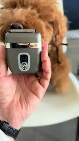 トイプードルのグレン君Hi i'm GLEN🐶のTikTok PR投稿：パパに髭剃りプレゼント🎁🪒 喜んでくれるかな？ #ミニ…