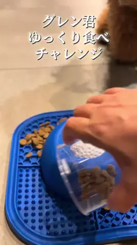 グレン君🐶トイプ🐶Hi i'm GLEN🐶のTikTok投稿