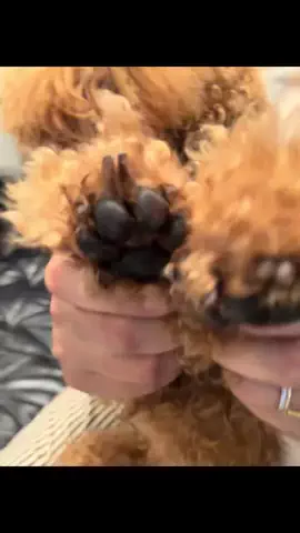 グレン君🐶トイプ🐶Hi i'm GLEN🐶のTikTok投稿