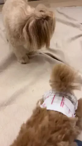 マルプーちゃちゃ🧸おかいものログ🛒のTikTok投稿