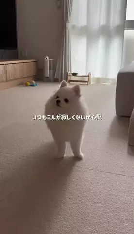 ポメラニアンのミル🍼のTikTok投稿