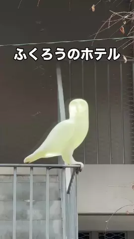 いい日旅立ちのTikTok投稿