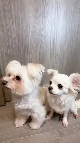 ぁぃ様🐈‍⬛⸒⸒⸒⸒🐾❤︎のTikTok投稿