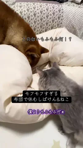 ごん&がじゅのTikTok投稿
