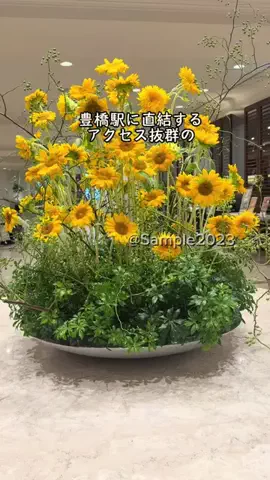 Sample2023のTikTok投稿