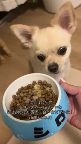 うぱちゃん🍣🍶™のTikTok投稿
