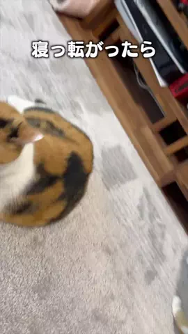 もしぬこのTikTok投稿