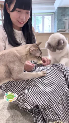 仙台つーしんエンタメ部のTikTok投稿