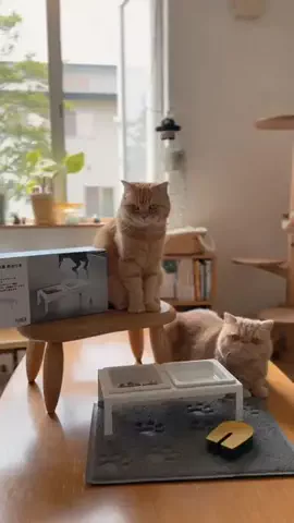 ひなまる色のTikTok投稿