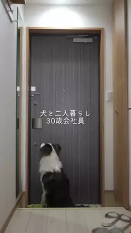 まさ” ボーダーコリーとふたり暮らし”のTikTok投稿