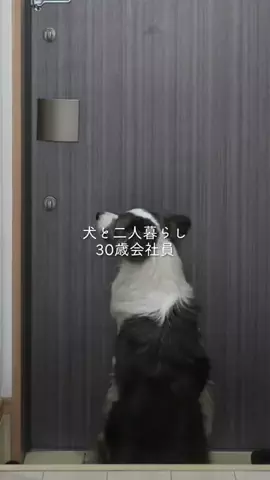 まさ” ボーダーコリーとふたり暮らし”のTikTok投稿