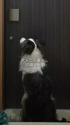 まさ” ボーダーコリーとふたり暮らし”のTikTok投稿
