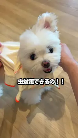 ポメマルのメグのTikTok投稿
