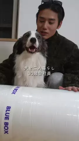 まさ” ボーダーコリーとふたり暮らし”のTikTok投稿