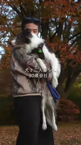 まさ” ボーダーコリーとふたり暮らし”のTikTok投稿