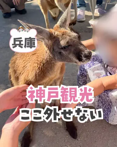 piyo_tripのTikTok投稿