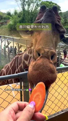 ケロ🐸香川・四国＊子連れおでかけのTikTok投稿